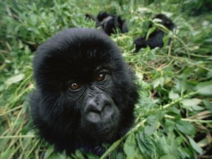 Baby Mountain Gorilla Wallpaper