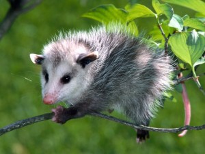 Baby Opossum Wallpaper