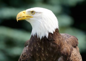 Bald Eagle Profile Wallpaper