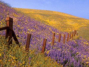 Barbed Wire And Wildflowers, Gorman, California