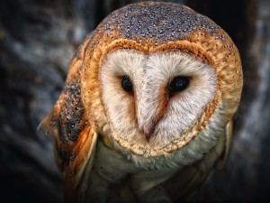 Barn Owl HD Wallpaper