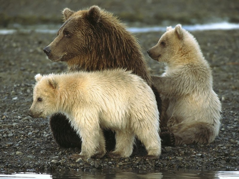 Bears Katmai National Park Alaska Wallpaper
