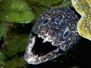 Black Spotted Moray Eel Wallpaper