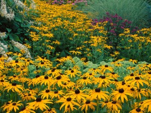 Black Eyed Susans, Holden Arboretum, Ohio