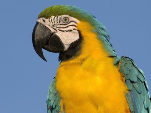 Blue and Yellow Macaw South America Wallpaper