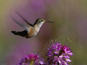 Broad-Tailed Hummingbird Wallpaper