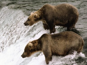 Brown Bears Fishing Katmai Alaska Wallpaper