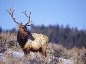 Bull Elk Wallpaper