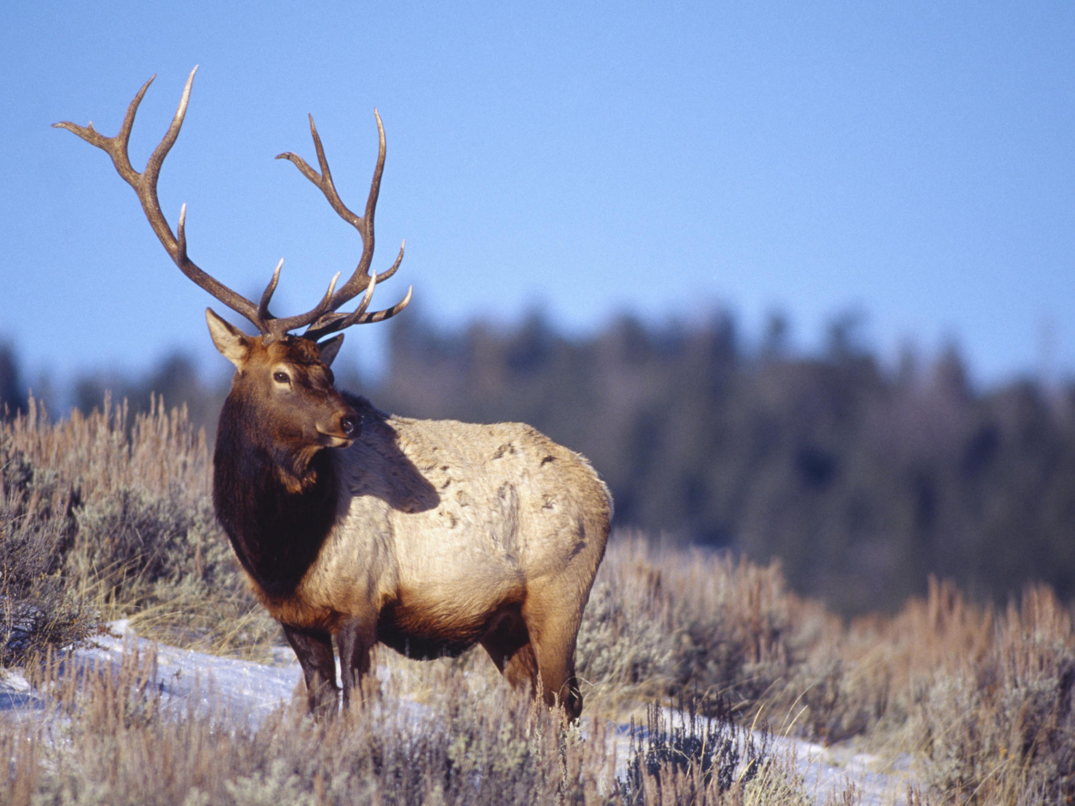 Bull Elk Wallpaper - Free HD Elk Downloads