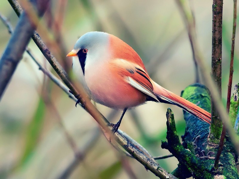 Colorful Bird Perched Wallpaper - Free HD Bird Downloads