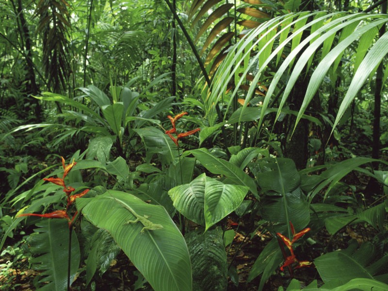 Costa Rica Rainforest Wallpaper