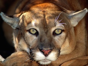 Cougar Big Cat Wallpaper