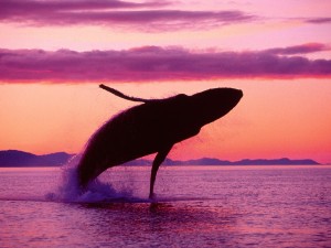 Crimson Flight Humpback Whale Alaska Wallpaper