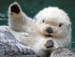 Cute Baby Sea Otter Wallpaper