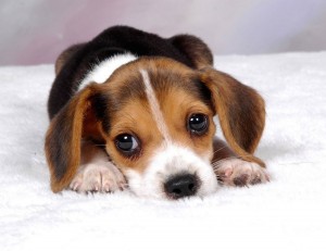 Cute Beagle Hound Puppy Wallpaper