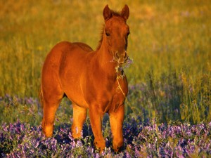 Cute Foal Horse Wallpaper