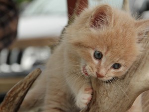 Cute Kitten Chewing Wallpaper