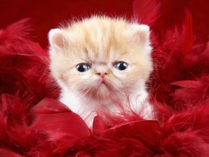 Cute Kitten Face Wallpaper (In Feathers)