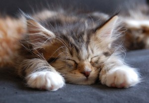 Cute Maine Coon Kitten Sleeping Wallpaper-HD