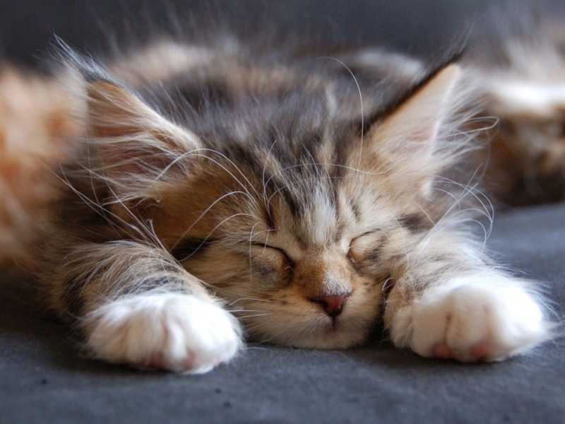 Cute-Maine-Coon-Kitten-Sleeping-Wallpaper-HD-800x600.jpg