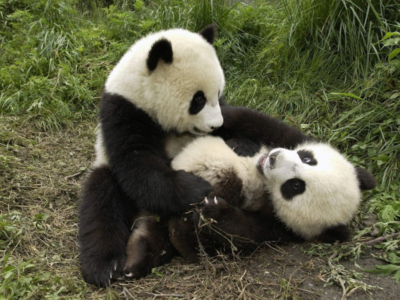Cute Pandas Playing Wallpaper