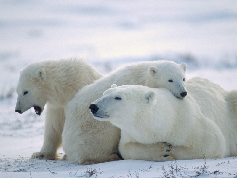 Cute Polar Bears Wallpaper