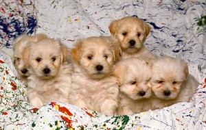 Cute Puppies Wallpaper