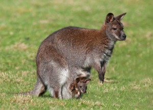 Eastern Grey Kangaroo Carrying Joey Wallpaper