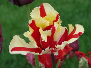 Flaming Parrot Tulip Wallpaper