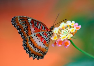 Flower Attracts Butterfly Wallpaper