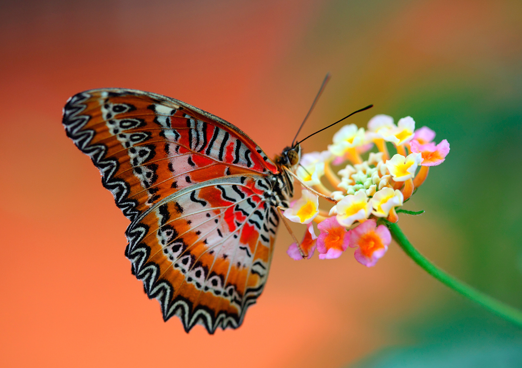 Flower Attracts Butterfly Wallpaper - Free HD Downloads