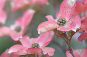 Pink Dogwood