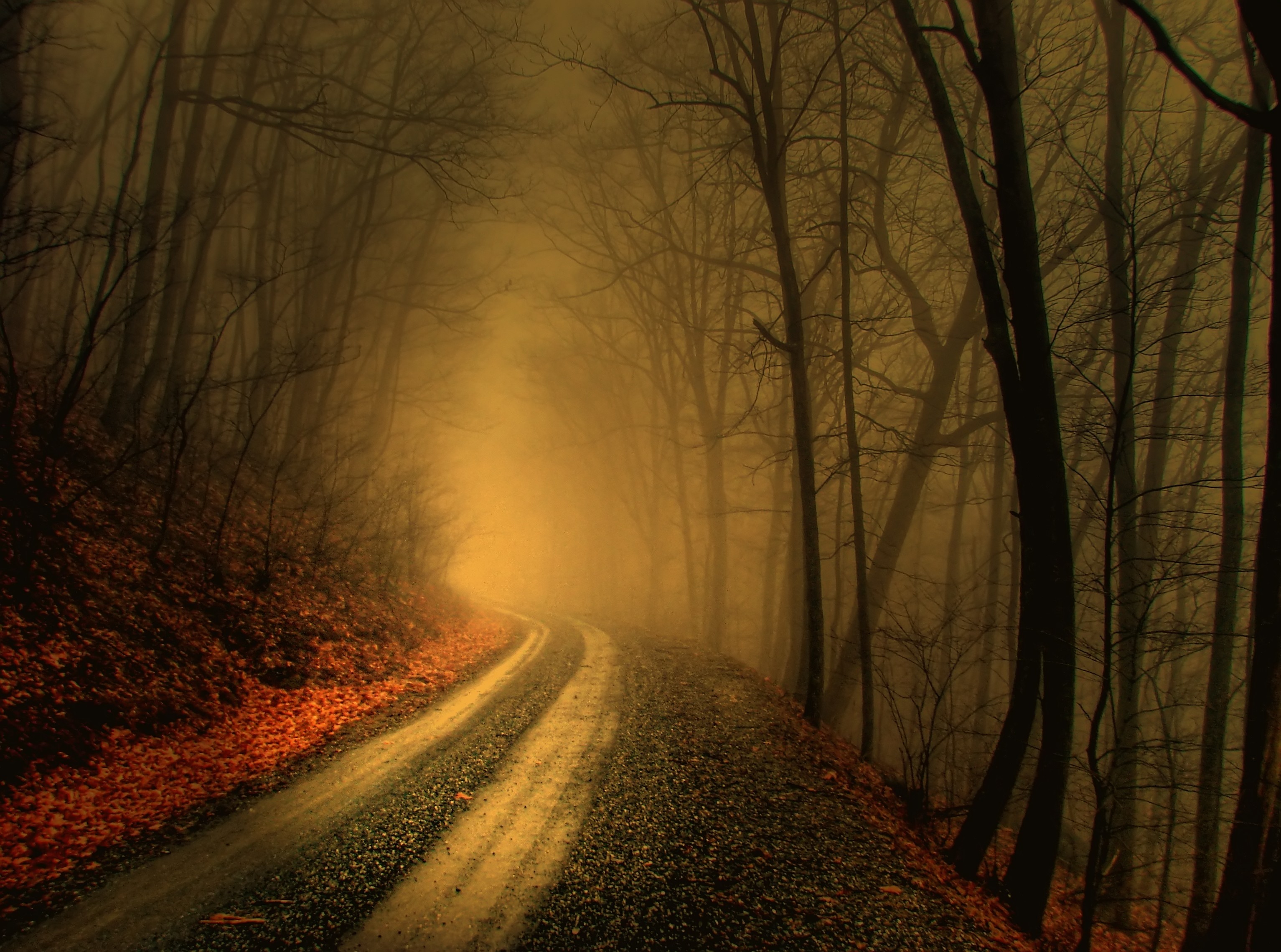 Foggy Path Forest Wallpaper Free Forest Downloads