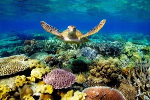 Great Barrier Reef Turtle Wallpaper