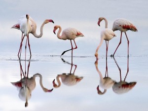 Greater Flamingos Fuente de Piedra Lagoon Spain Wallpaper
