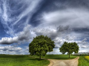 Green Trees Dirt Road Wallpaper