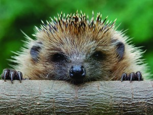 Hedgehog Spiny Mammal Wallpaper