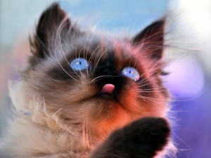 Himalayan Blue Eyed Cat Wallpaper-HD