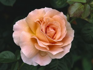 Hybrid Tea Rose Wallpaper