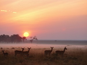 Impala Herd Masai Mara Reserve Kenya Wallpaper