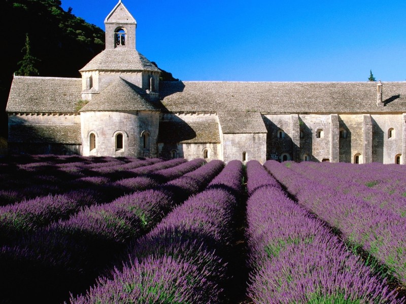 Lavender Field Abbey of Senanque France Wallpaper