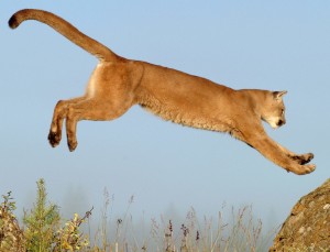 Leaping Cougar Wallpaper