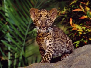 Leopard Cub Wallpaper