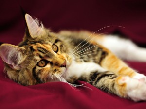 Maine Coon Kitten Longhair Wallpaper