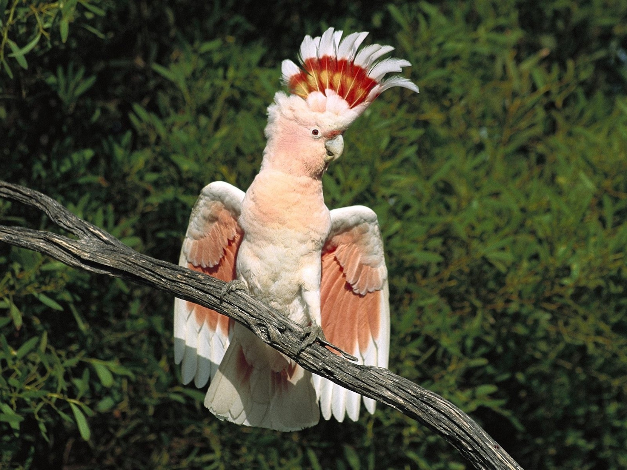 Удивительные красивые животные. Попугай Какаду. Животные Австралии Какаду. Какаду птицы Австралии. Попугай Какаду Инка.