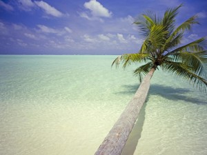 Maldives Palm Tree Wallpaper