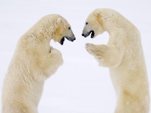 Male Bears Sparring Hudson Bay Manitoba Canada Wallpaper