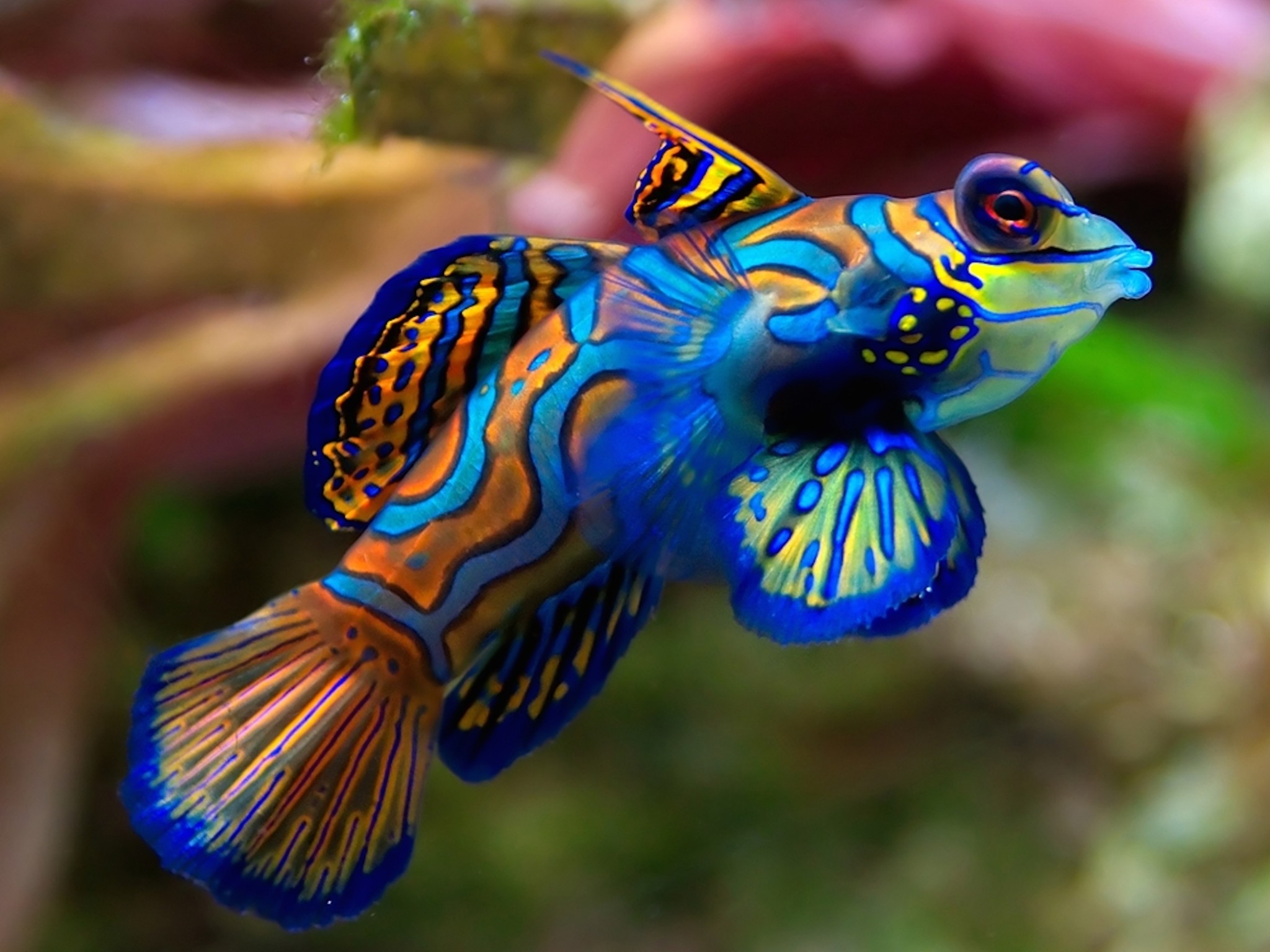 Mandarin Fish Wallpaper - Free Fish