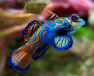 Mandarin Fish Wallpaper