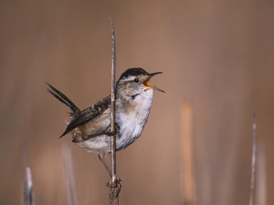 Marsh Wren Bird Wallpaper